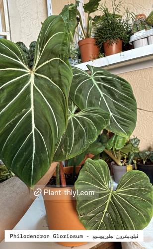 Philodendron Gloriosum - فيلوديندرون جلوريوسوم