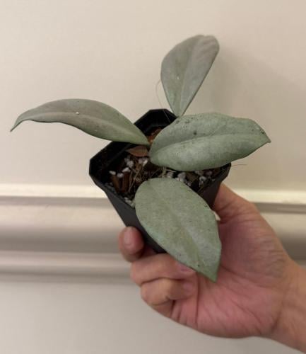 Hoya wilbur graves silver - هويا ويلبر قريبس فرقيتد