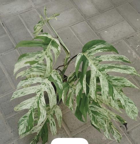 Epipremnum pinnatum ‘Marble Variegated’ – ابيبريمنيوم بيناتوم ماربل فرقيتد