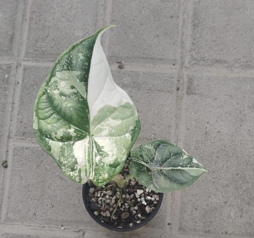 Alocasia Dragon Scale Variegated