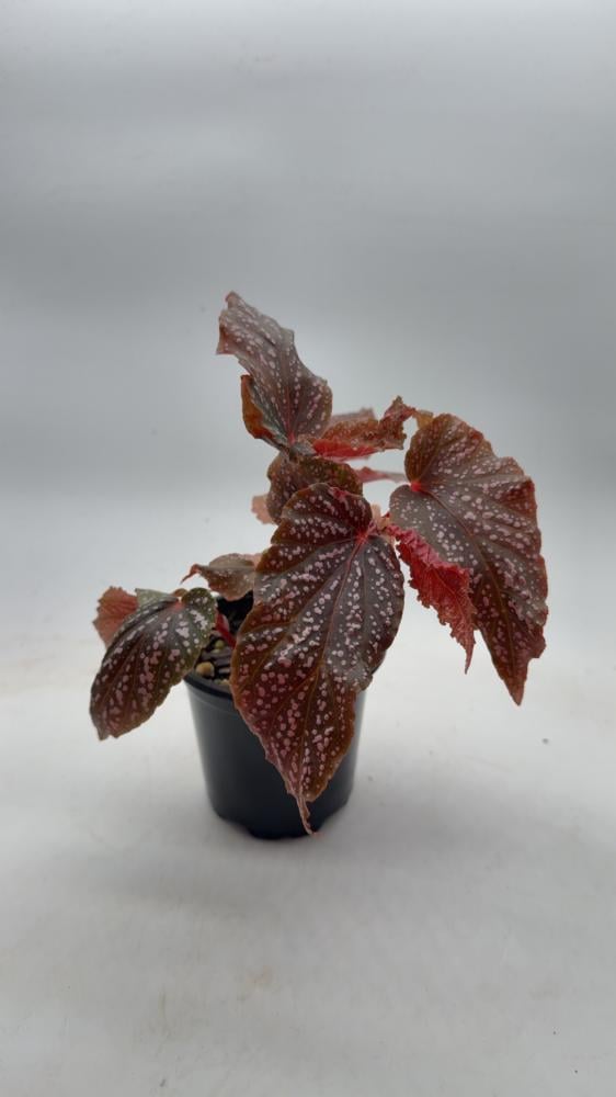 Begonia benigo pink - بيجونيا بينيجو وردي