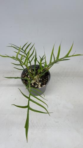 فيلوديندرون تورتوم - Philodendron Tortum