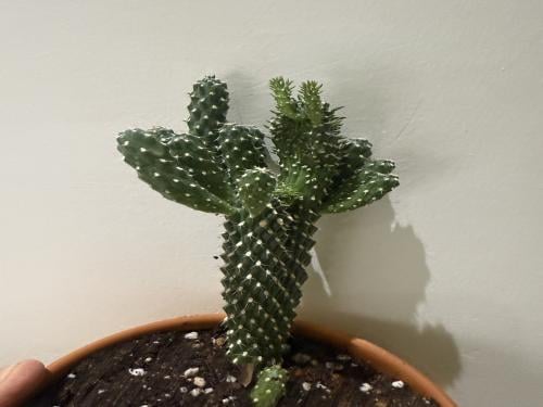 Cylindropuntia fulgida f. monstruosa