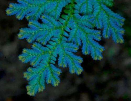 Selaginella willdenowii – سيلاجينيلا وِلديناوي