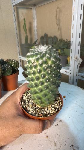 Mammillaria magnimamma 'Toluca'