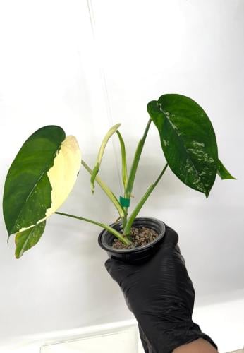 Syngonium Chiapense variegated  - سينجونيوم تشيابنسي فرقيتد