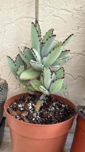 Kalanchoe Tomentosa- كالانشو تومينتوسا