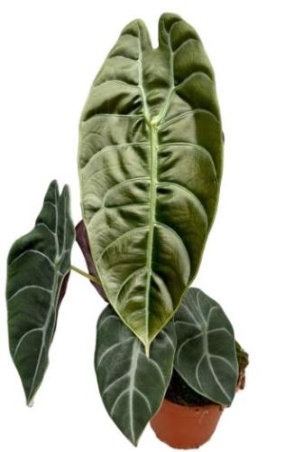 Alocasia Sedenii-ألوكاسيا سيديني