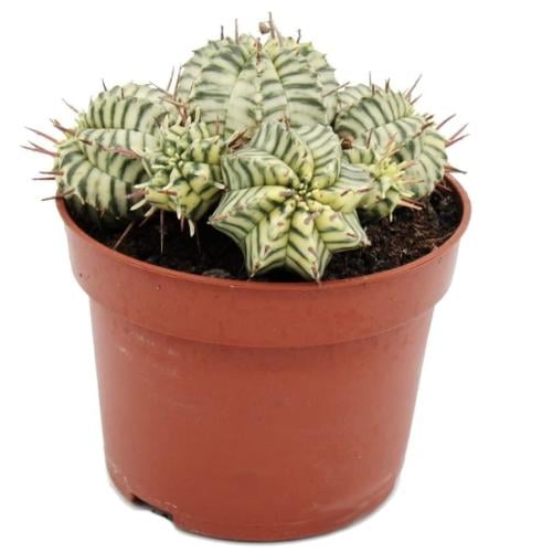 Euphorbia meloformis variegata