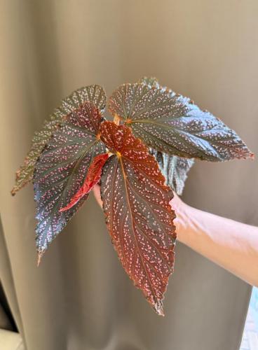 Begonia benigo pink - بيجونيا بينيجو وردي