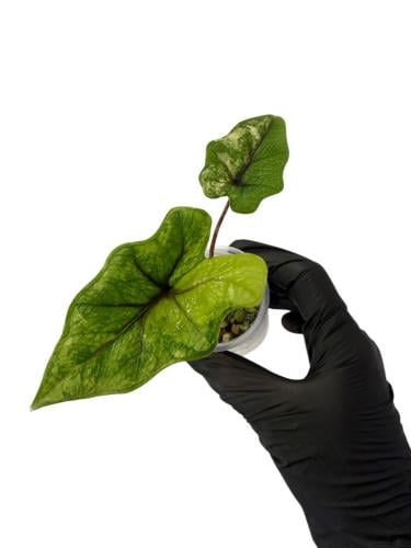 Alocasia Jacklyn Variegated - ألوكاسيا جاكلين فرقيتد