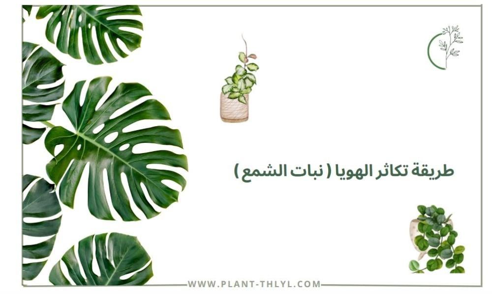 نصائح حول كيفية إكثار نبات هويا: إكثار نبات الشمع