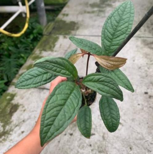 ‏Anthurium arisaemoides - أنثوريوم أريسييمويدس