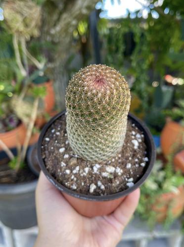 Mammillaria Matudae Cactus