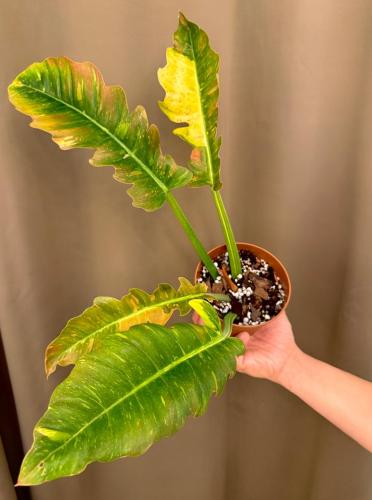 Philodendron Ring Of Fire Variegated - فيلوديندرون...