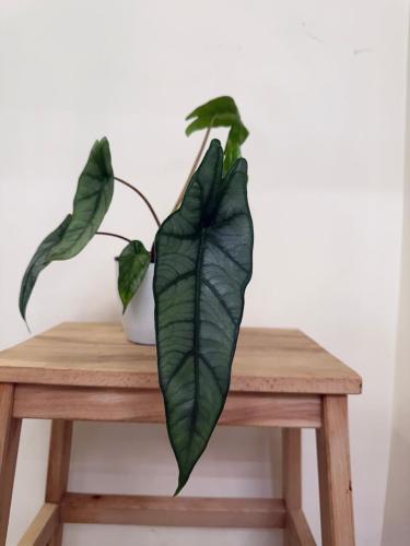 Alocasia Heterophylla ‘Metallic Blue’ – ألوكاسيا هيتروفايلا ميتاليك بلو