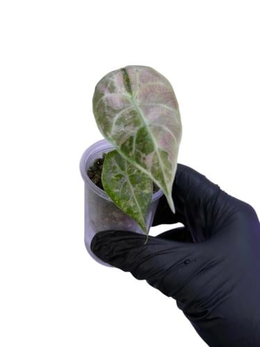 Alocasia Watsoniana Doff Pink Variegated - ألوكاسيا واتسونيانا دوف بينك فارقيتد