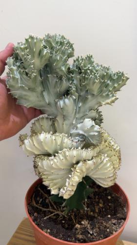Euphorbia lactea ‘White Ghost’ – يوفوربيا لاكتيا الشبح الأبيض