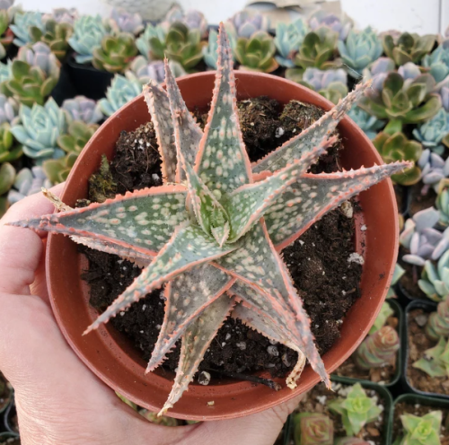 Aloe ‘Purple Haze Pink’ – ألوة بيربل هيز بنك