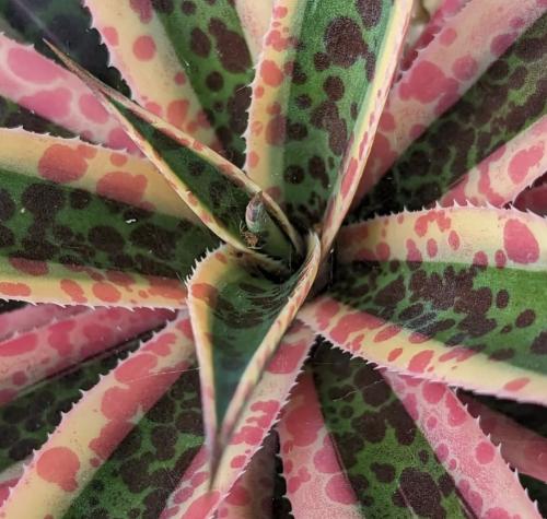 Mangave Snow Leopard - مانجافي نمر الثلج