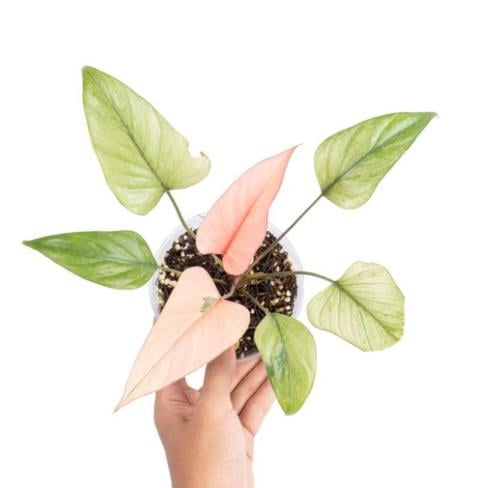 Homalomena pink diamond mint variegated