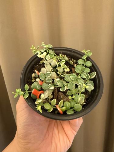 Dischidia Nummularia Variegated (String of Nickels...