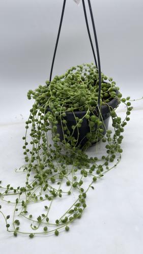 سينيسيو روليانوس - Senecio rowleyanus