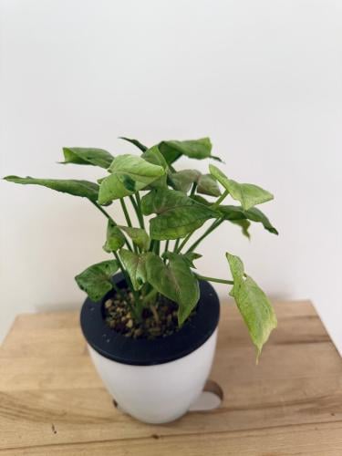 Syngonium Green Splash - سينجونيوم جرين سبلاش