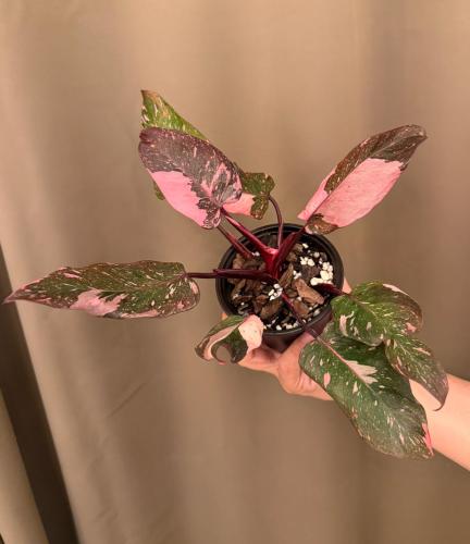 Philodendron Pink Princess Marble Galaxy - فيلودين...