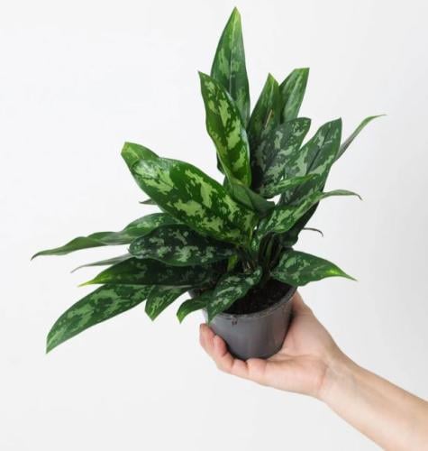 اجلونيما ماريا بيوتي - Aglaonema Emerald Beauty