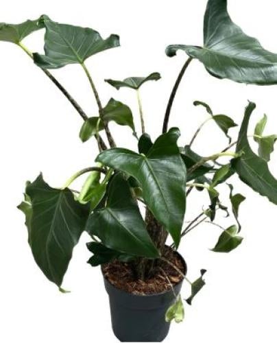 Alocasia Zebrina Siberian Tiger - ألوكاسيا زيبرينا النمر السيبيري