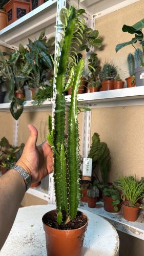 Euphorbia Trigona (Green) – الفربيون تريغونا الخضراء