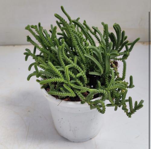 Rattail crassula (Crassula muscosa)