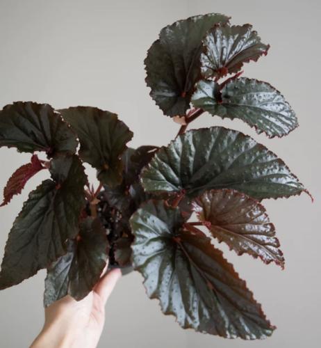 بيقونيا السحر الاسود - Begonia Black Magic