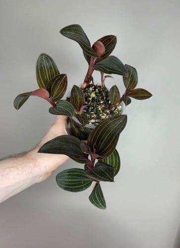 Jewel Orchid - ‏Ludisia Discolor Hemaria  - جوهرة الأوركيد هيماريا