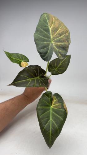 Alocasia Regal Shield Pink Variegata