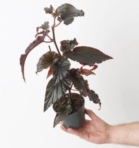 Begonia Arabian Sunset - بيجونيا غروب الشمس العربي