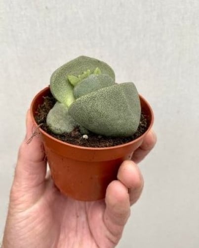 Lithops Pleiospilos Nelii -ليثوبس بليوسبيلوس نيلي