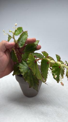 Begonia malachosticta – بيغونيا مالاكوستيكتا