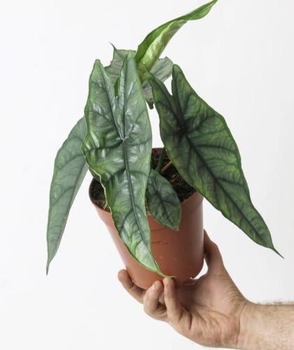 Alocasia Heterophylla ‘Dragon’s Breath’ – ألوكاسيا هيتروفايلا “نَفَس التنين”