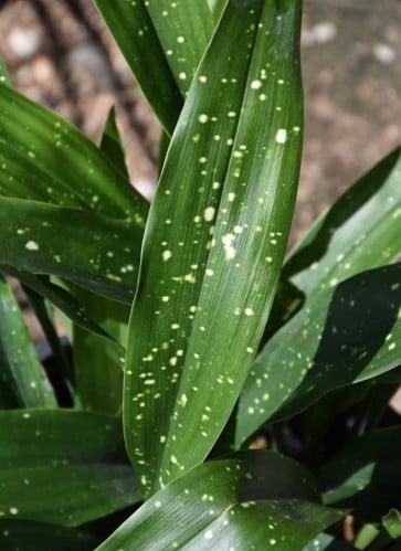 Aspidstra Elatior Milky Way - أسبتدسترا  إلاتيور ميلكي واي