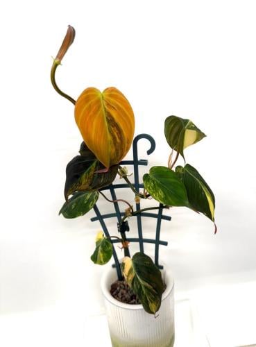 فيلوديندرون ميكانز ريد فيرّاري - Philodendron Micans Red Ferrari