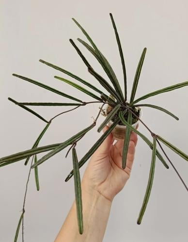 ‎‏Hoya Insularis - هويا انسولاريس