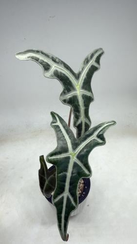 Alocasia Nobilis – ألوكاسيا نوبيلِس