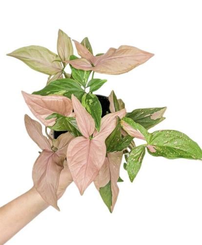 Syngonium Red Spot - سونوقنوم ريد سبوت