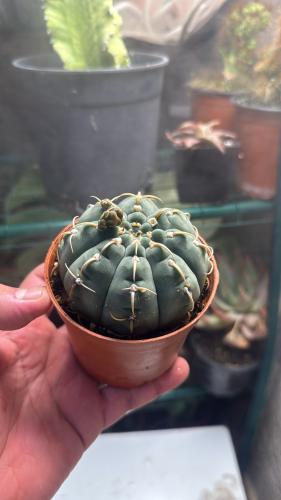 Gymnocalycium riojense – جمنوكاليشيوم ريوخينسي