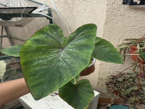 كولوكاسيا السحر الأسود  - colocasia black magic