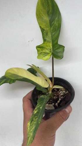 فيلوديندرون فلوريدا بيوتي - Philodendron Florida Beauty