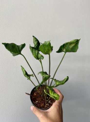 Syngonm Godzilla - سينجونيوم جودزيلا