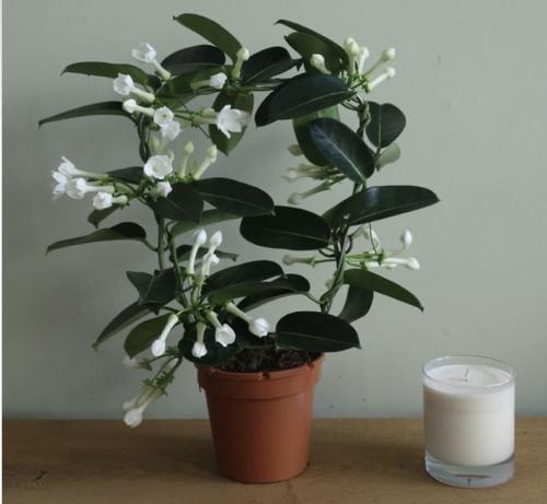 Stephanotis floribunda - ستيفانوتيس فلوريبوندا